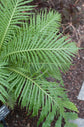 Silver Lady Tree Fern - Live Plant in a 6 Inch Growers Pot - Blechnum Gibbum &