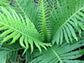 Silver Lady Tree Fern - Live Plant in a 6 Inch Growers Pot - Blechnum Gibbum &