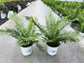 Silver Lady Tree Fern - Live Plant in a 6 Inch Growers Pot - Blechnum Gibbum &