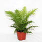 Silver Lady Tree Fern - Live Plant in a 6 Inch Growers Pot - Blechnum Gibbum &