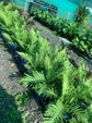 Silver Lady Tree Fern - Live Plant in a 6 Inch Growers Pot - Blechnum Gibbum &