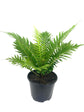 Silver Lady Tree Fern - Live Plant in a 6 Inch Growers Pot - Blechnum Gibbum &