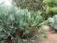 Silver Saw Palmetto - Live Plant in a 10 Inch Growers Pot - Serenoa Repens ‘Silver’ - Native Ornamental Palms from Florida