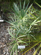 Silver Saw Palmetto - Live Plant in a 10 Inch Growers Pot - Serenoa Repens ‘Silver’ - Native Ornamental Palms from Florida