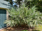 Silver Saw Palmetto - Live Plant in a 10 Inch Growers Pot - Serenoa Repens ‘Silver’ - Native Ornamental Palms from Florida