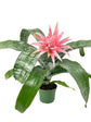 Silver Vase Bromeliad - Live Plant in a 6 Inch Pot - Aechmea Fasciata - Rare Indoor Outdoor Tropical Houseplant