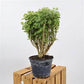 Snowflake Aralia - Live Plant in a 6 Inch Pot - Trevesia Palmata - Rare and Beautiful Easy Care Indoor Houseplant