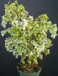 Snowflake Aralia - Live Plant in a 6 Inch Pot - Trevesia Palmata - Rare and Beautiful Easy Care Indoor Houseplant