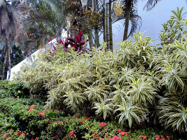 air purifying song of india plant Song of India Plant - Live Plant in a 10 Inch Grower's Pot