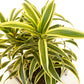 Song of India Plant - Live Plant in a 10 Inch Grower&