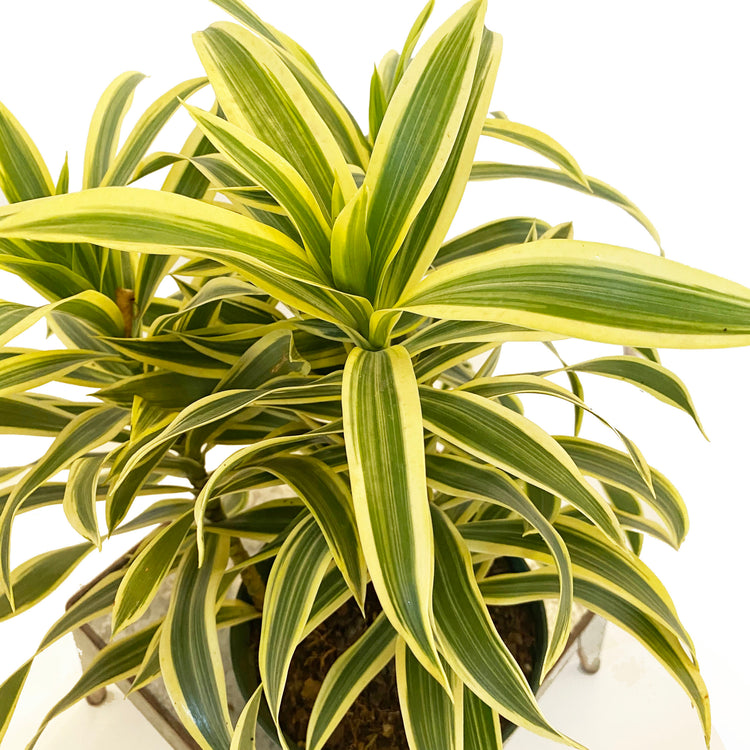 air purifying song of india plant Song of India Plant - Live Plant in a 10 Inch Grower's Pot