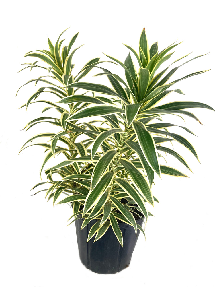 dracaena reflexa growth Song of India Plant - Live Plant in a 10 Inch Grower's Pot