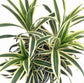 Song of India Plant - Live Plant in a 6 Inch Pot - Dracaena Reflexa - Beautiful Easy to Grow Air Purifying Indoor Plant
