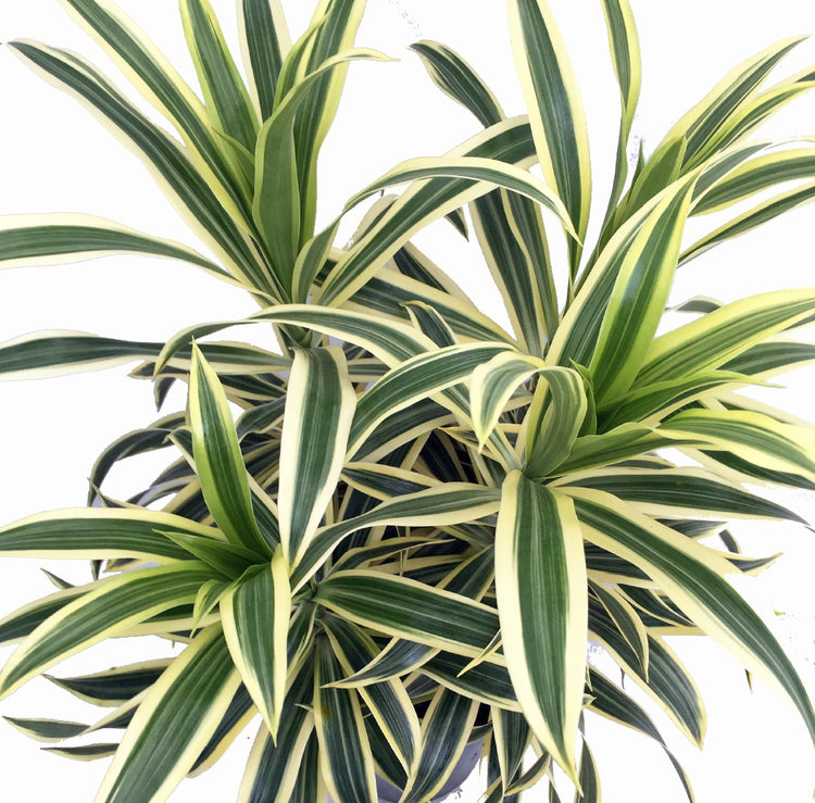 dracaena song Song of India Plant - Live Plant in a 6 Inch Pot - Dracaena Reflexa