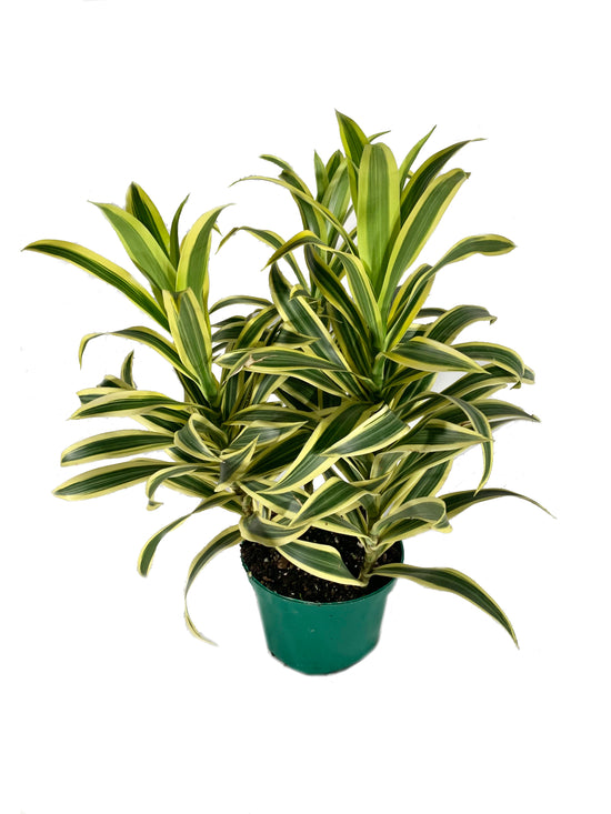 Song of India Plant - Live Plant in a 6 Inch Pot - Dracaena Reflexa - Beautiful Easy to Grow Air Purifying Indoor Plant