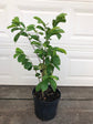 Soursop Tree - Live Tree in a 3 Gallon Pot - Annona Muricata - Tropical Edible Fruit Bearing Tree