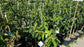 Soursop Tree - Live Tree in a 3 Gallon Pot - Annona Muricata - Tropical Edible Fruit Bearing Tree