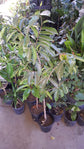 Soursop Tree - Live Tree in a 4 Inch Pot - Annona Muricata - Tropical Edible Fruit Bearing Tree from Florida