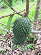 Soursop Tree - Live Tree in a 4 Inch Pot - Annona Muricata - Tropical Edible Fruit Bearing Tree from Florida