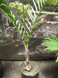 Spindle Palm - Live Plant in a 3 Gallon Growers Pot - Hyophorbe Verschaffeltii - Rare Palms from Florida - Ornamental Palms Delivered to Your Door