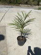 Spindle Palm - Live Plant in a 3 Gallon Growers Pot - Hyophorbe Verschaffeltii - Rare Palms from Florida - Ornamental Palms Delivered to Your Door