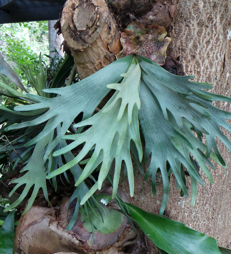 hanging plants in florida Staghorn Fern Hanging Basket - Live Plant in a 4 Inch Hanging Pot