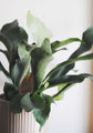 Staghorn Fern Wall Hanger - Live Plant - Platycerium Bifurcatum - Hand Crafted Wall Decoration - Air Purifying - Rare and Exotic Ferns from Florida