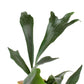 Staghorn Fern Hanging Basket - Live Plant in a 4 Inch Hanging Pot - Platycerium Bifurcatum - Extremely Rare and Exotic Ferns from Florida