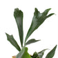 Staghorn Fern - Live Plant in a 4 Inch Pot - Platycerium Bifurcatum - Extremely Rare and Exotic Ferns from Florida