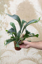 Staghorn Fern Hanging Basket - Live Plant in a 4 Inch Hanging Pot - Platycerium Bifurcatum - Extremely Rare and Exotic Ferns from Florida