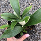 Staghorn Fern Hanging Basket - Live Plant in a 4 Inch Hanging Pot - Platycerium Bifurcatum - Extremely Rare and Exotic Ferns from Florida