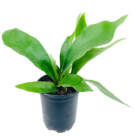 Staghorn Fern - Live Plant in a 4 Inch Pot - Platycerium Bifurcatum - Extremely Rare and Exotic Ferns from Florida