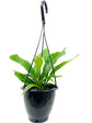 Staghorn Fern Hanging Basket - Live Plant in a 4 Inch Hanging Pot - Platycerium Bifurcatum - Extremely Rare and Exotic Ferns from Florida
