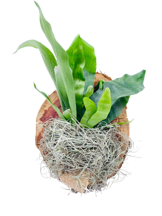 Staghorn Fern Wall Hanger - Live Plant - Platycerium Bifurcatum - Hand Crafted Wall Decoration - Air Purifying - Rare and Exotic Ferns from Florida
