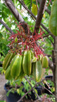 Star Fruit Tree - Live Plant in a 10 Inch Growers Pot - Averrhoa Carambola - Tropical Fruit Trees for The Patio and Garden