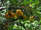 Star Fruit Tree - Live Plant in a 10 Inch Growers Pot - Averrhoa Carambola - Tropical Fruit Trees for The Patio and Garden