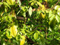 Star Fruit Tree - Live Plant in a 10 Inch Growers Pot - Averrhoa Carambola - Tropical Fruit Trees for The Patio and Garden