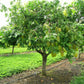 Star Fruit Tree - Live Plant in a 10 Inch Growers Pot - Averrhoa Carambola - Tropical Fruit Trees for The Patio and Garden