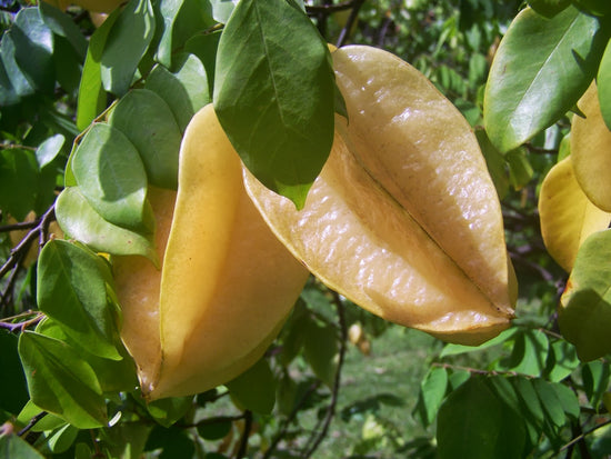 Star Fruit Tree - Live Plant in a 10 Inch Growers Pot - Averrhoa Carambola - Tropical Fruit Trees for The Patio and Garden