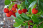 Strawberry Tree - Live Plant in a 4 Inch Growers Pot - Arbutus Unedo - Edible Fruit Bearing Tree for The Patio and Garden