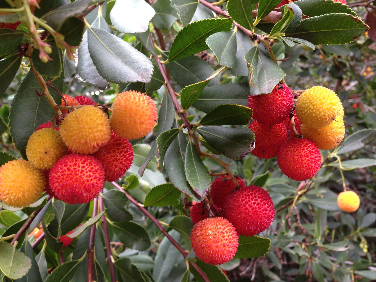 Strawverry Tree Strawberry Tree - Live Plant in a 4 Inch Growers Pot - Arbutus Unedo ...