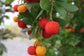 Strawberry Tree - Live Plant in a 4 Inch Growers Pot - Arbutus Unedo - Edible Fruit Bearing Tree for The Patio and Garden