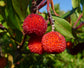 Strawberry Tree - Live Plant in a 4 Inch Growers Pot - Arbutus Unedo - Edible Fruit Bearing Tree for The Patio and Garden