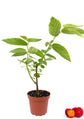 Strawberry Tree - Live Plant in a 4 Inch Growers Pot - Arbutus Unedo - Edible Fruit Bearing Tree for The Patio and Garden
