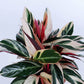 Tricolor Stromanthe Prayer Plant - Live Plant in an 8 Inch Pot - Stromanthe Sanguinea Triostar - Beautiful Easy to Grow Air Purifying Indoor Plant
