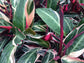 Tricolor Stromanthe Prayer Plant - Live Plant in an 8 Inch Pot - Stromanthe Sanguinea Triostar - Beautiful Easy to Grow Air Purifying Indoor Plant