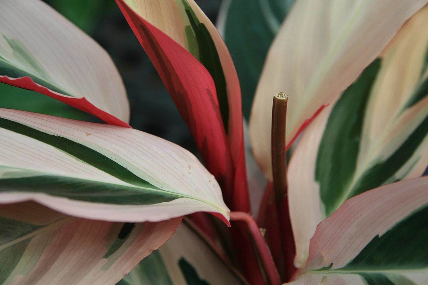 tricolor prayer plant Tricolor Stromanthe Prayer Plant - Live Plant in an 6 Inch Pot