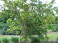 Sugar Apple Tree - Custard Apple - Live Tree in a 3 Gallon Pot - Annona Squamosa - Tropical Edible Fruit Bearing Tree