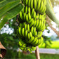 Super Dwarf Cavendish Banana - Live Tree in a 6 Inch Pot - Edible Fruit Bearing Tree for The Patio Or Garden