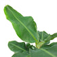 Super Dwarf Cavendish Banana - Live Tree in a 6 Inch Pot - Edible Fruit Bearing Tree for The Patio Or Garden